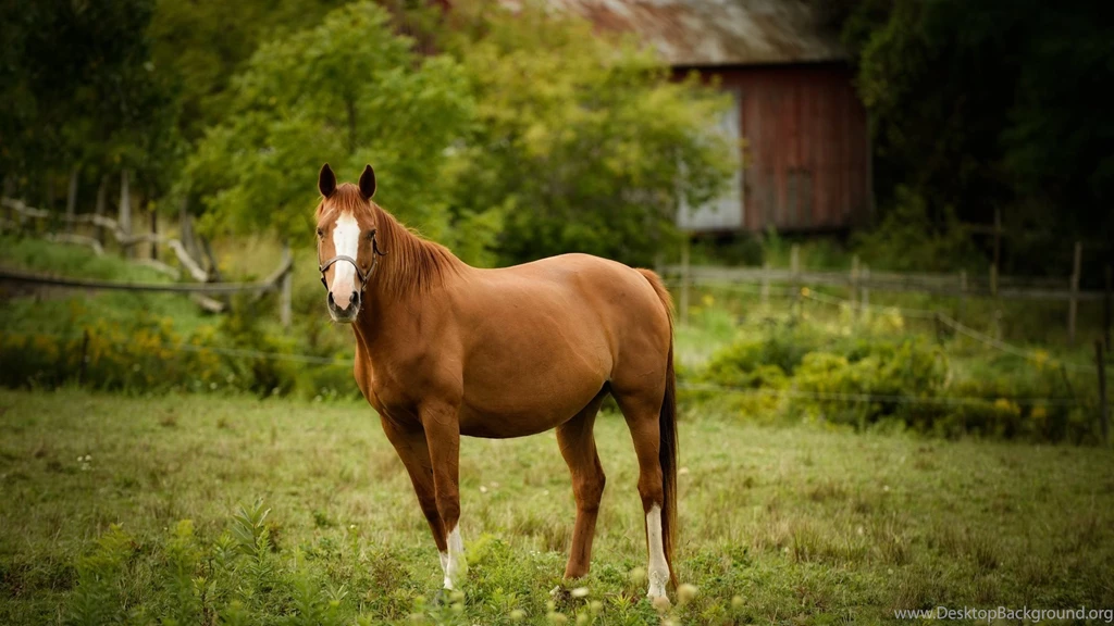 Horse Backgrounds