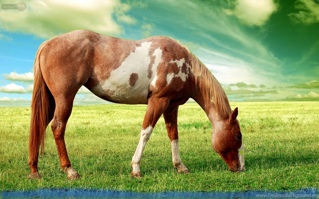 Horse Wallpapers « Animal Spot