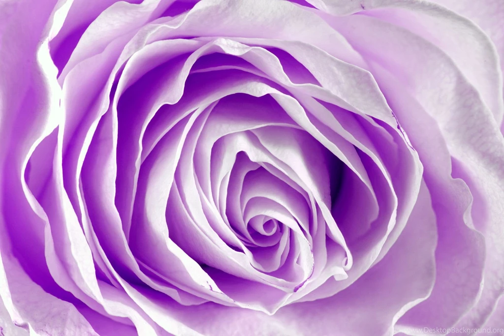 Purple Roses Wallpapers Wallpapers Cave