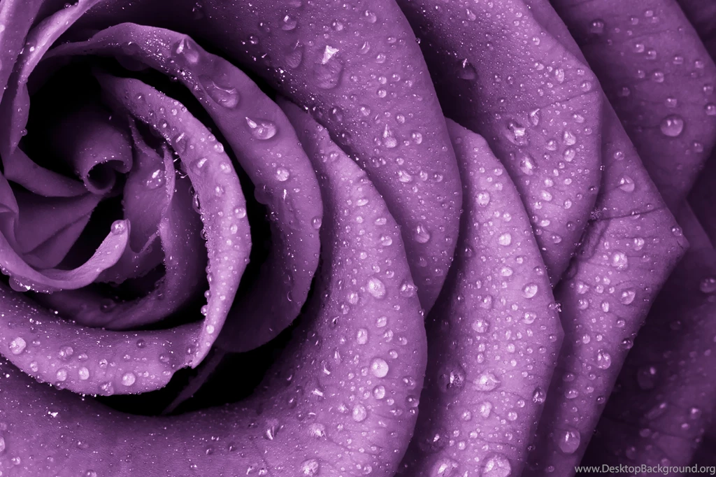 Purple_Rose_Background.jpg?m=1443680535