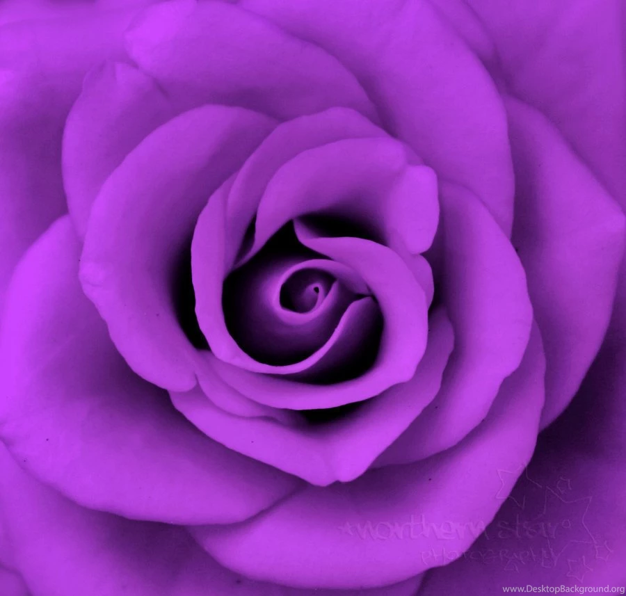 Purple Rose Backgrounds 2440 Flowers HD Desktop Wallpapers