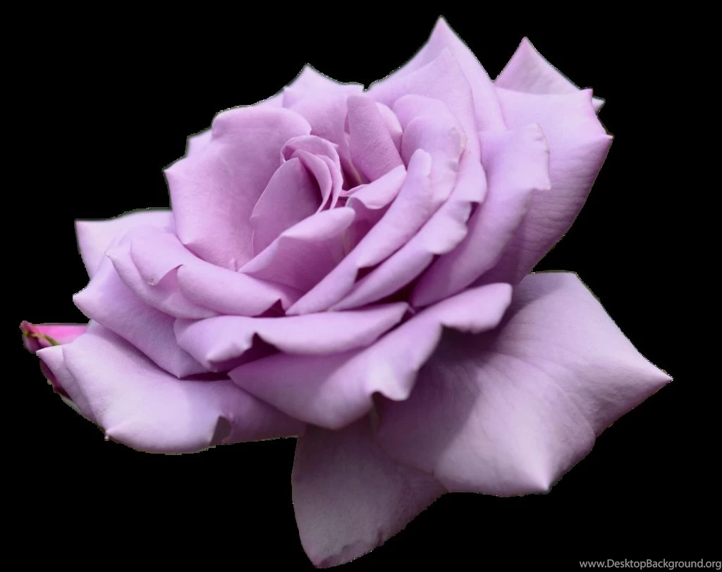 Soft purple rose desktop background 341024 By Jabernoimi On DeviantArt