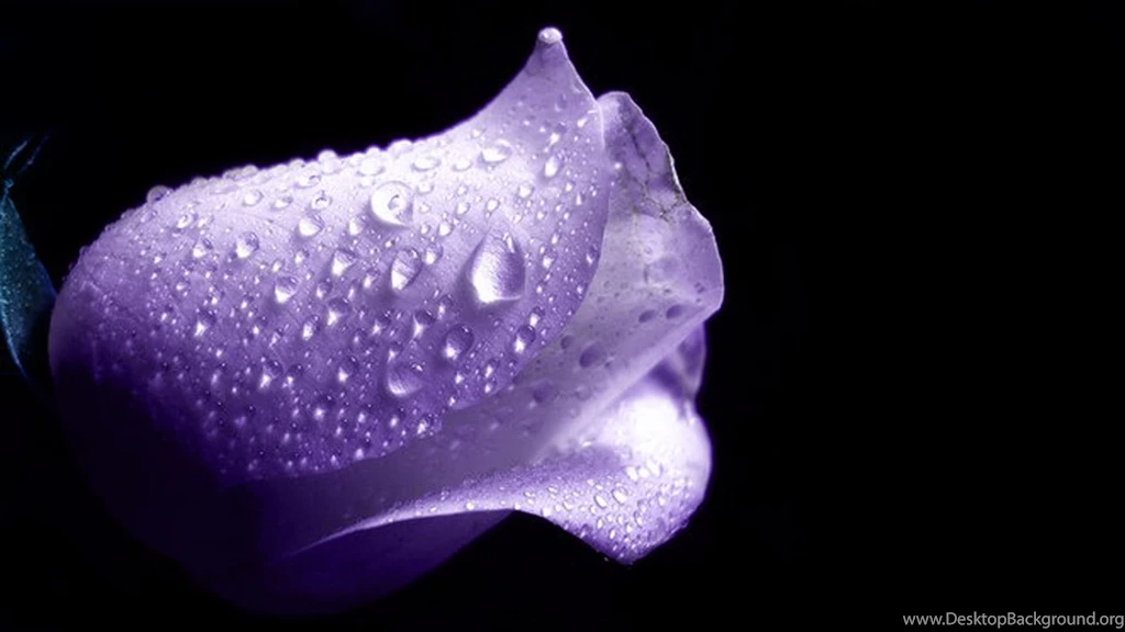 Purple Rose Backgrounds Wallpapers Cave