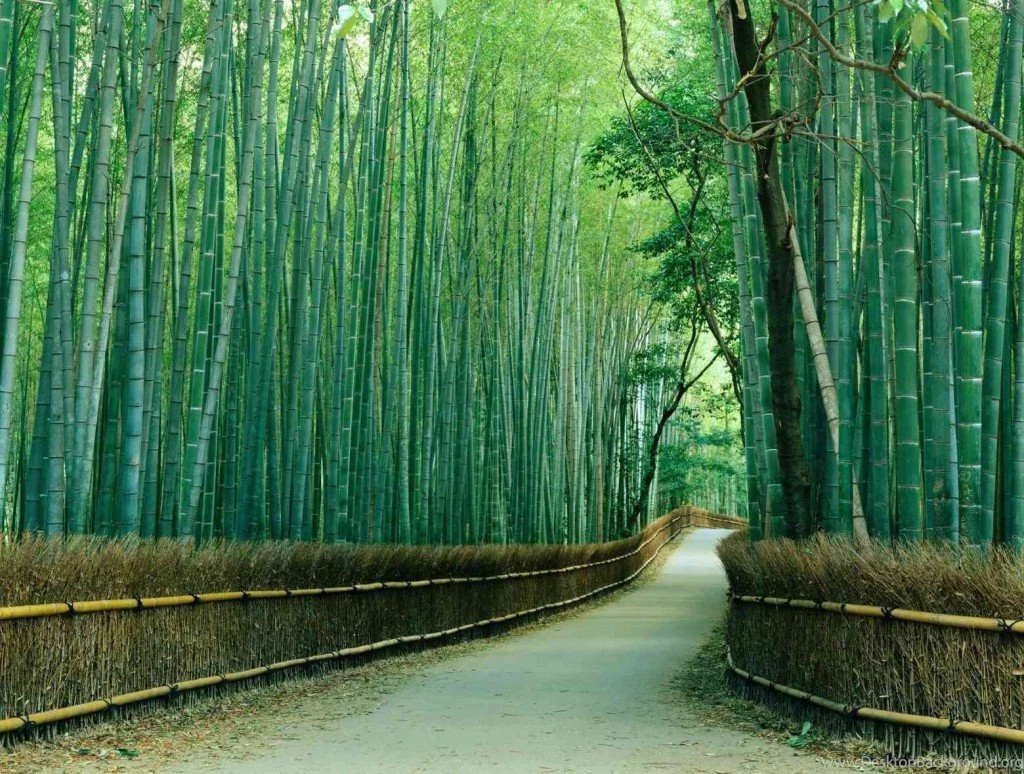 Nature Wall Mural