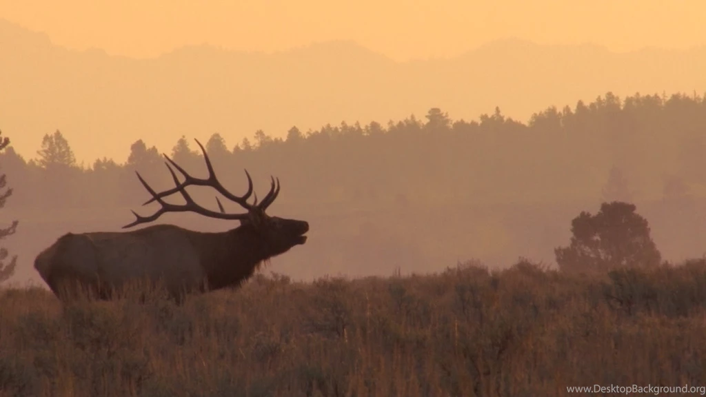 Awesome Bull Elk Bugles At Sunrise YouTube