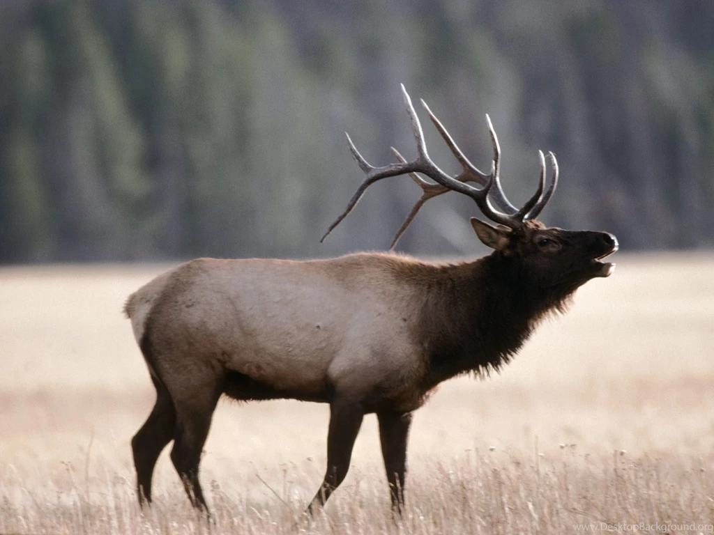 Bull Elk 1 Wallpapers