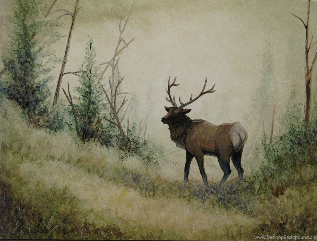 Bull Elk Elks Deer (19) Wallpapers