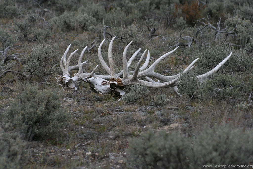 Bull Elk Elks Deer (46) Wallpapers