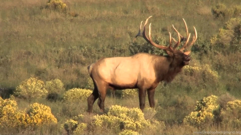 385" Giant Bull Elk YouTube