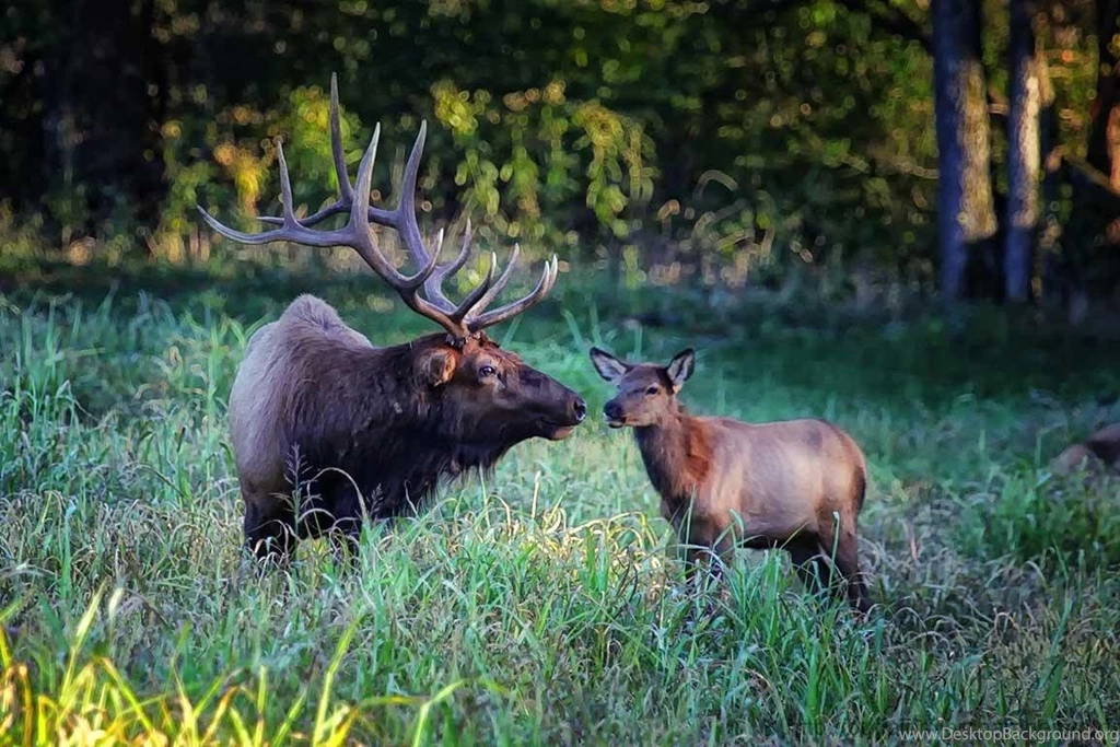 Buffalo National River Wallpapers Animals Gallery 1