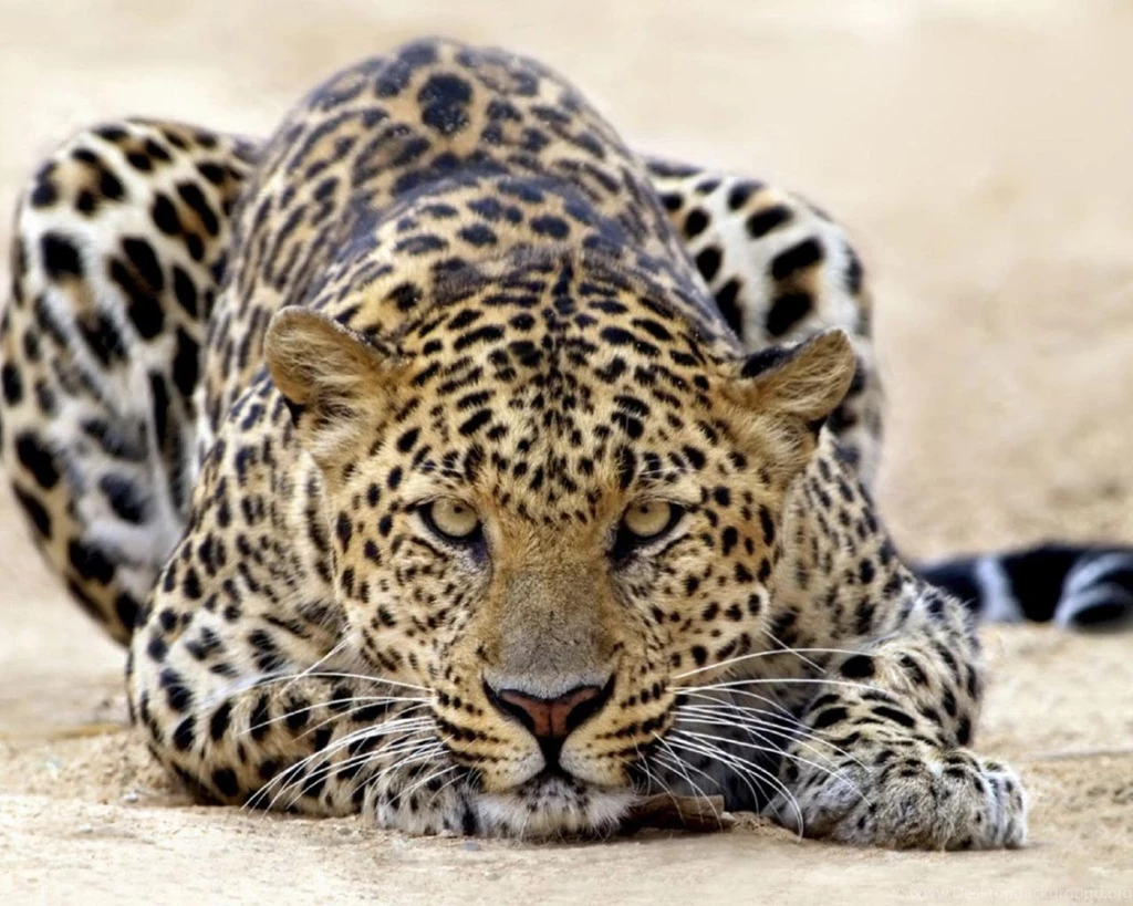 Cheetah Wallpapers