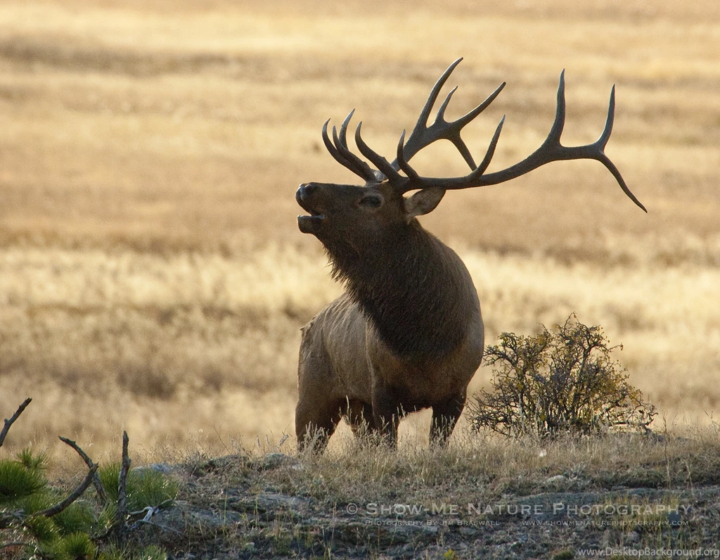 The Pictures For > Elk In Snow Bugling