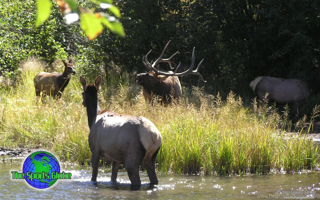 Bull Elk Calling Cows Desktop Wallpapers The Sports Globe