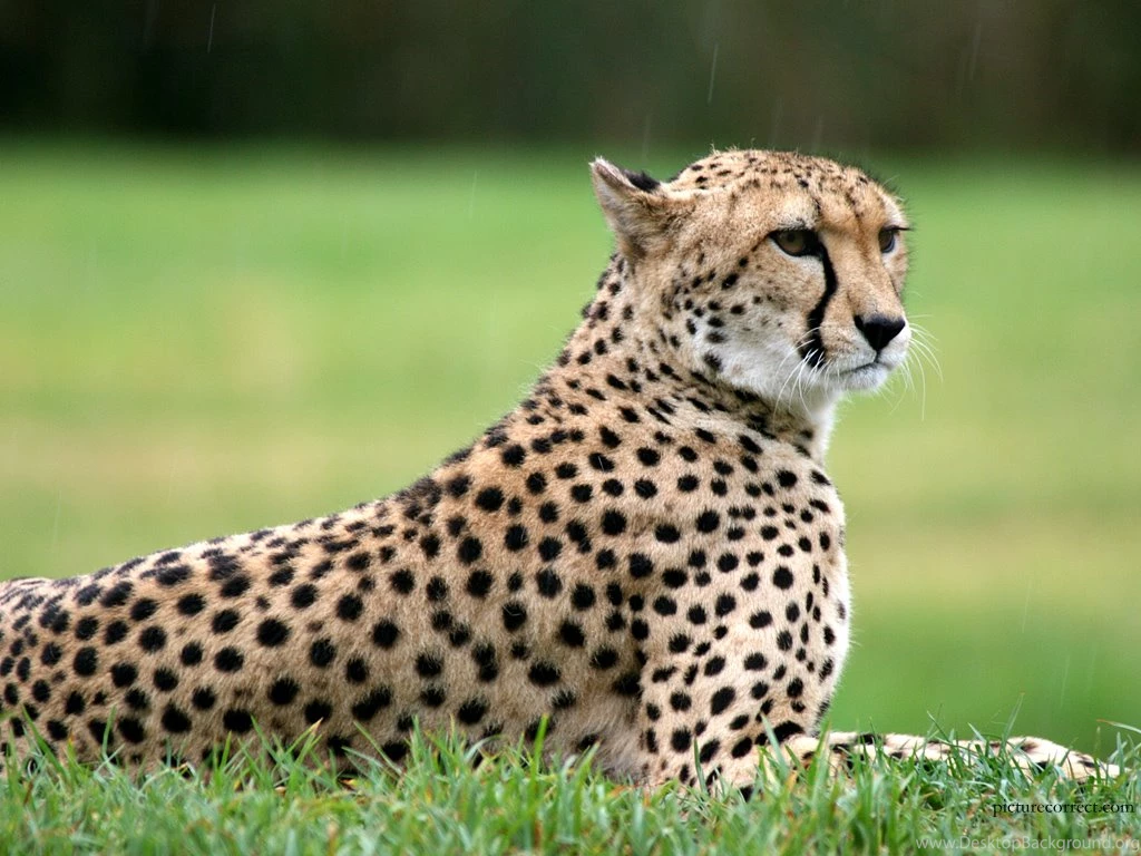 Cheetah Images