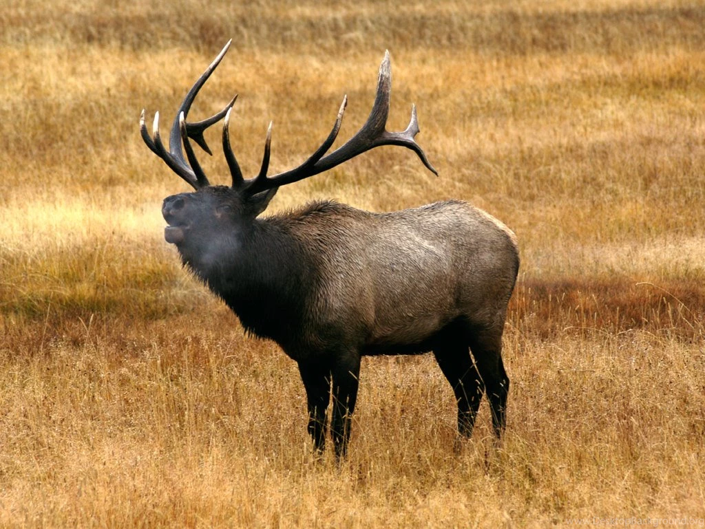 Top Free Wallpapers Bull Elk Wallpapers