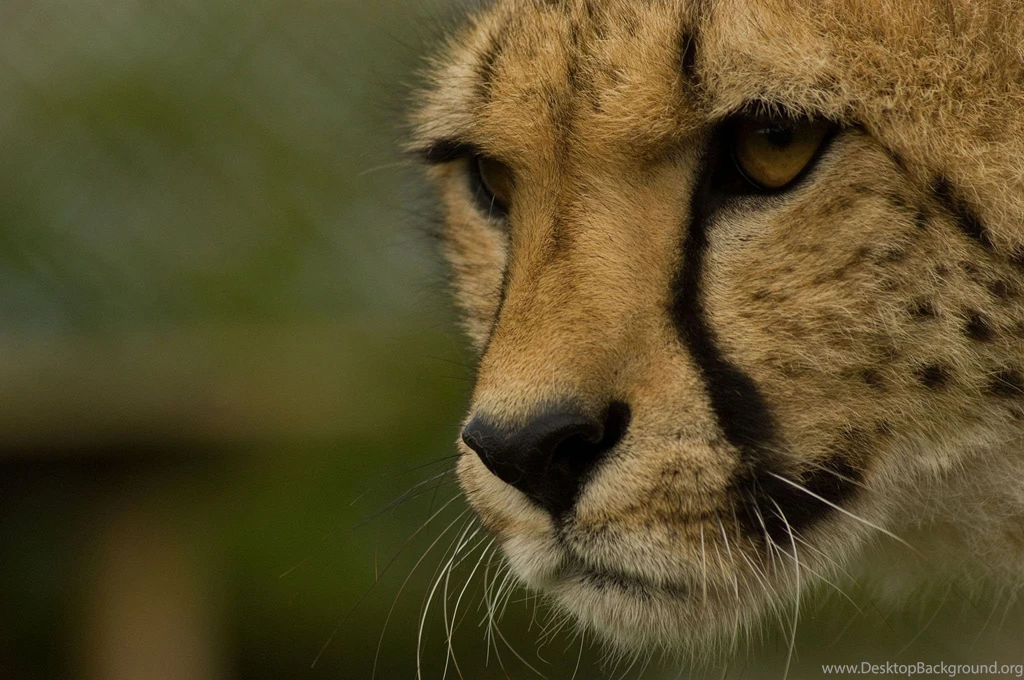 Cheetah Computer Wallpapers, Desktop Backgrounds