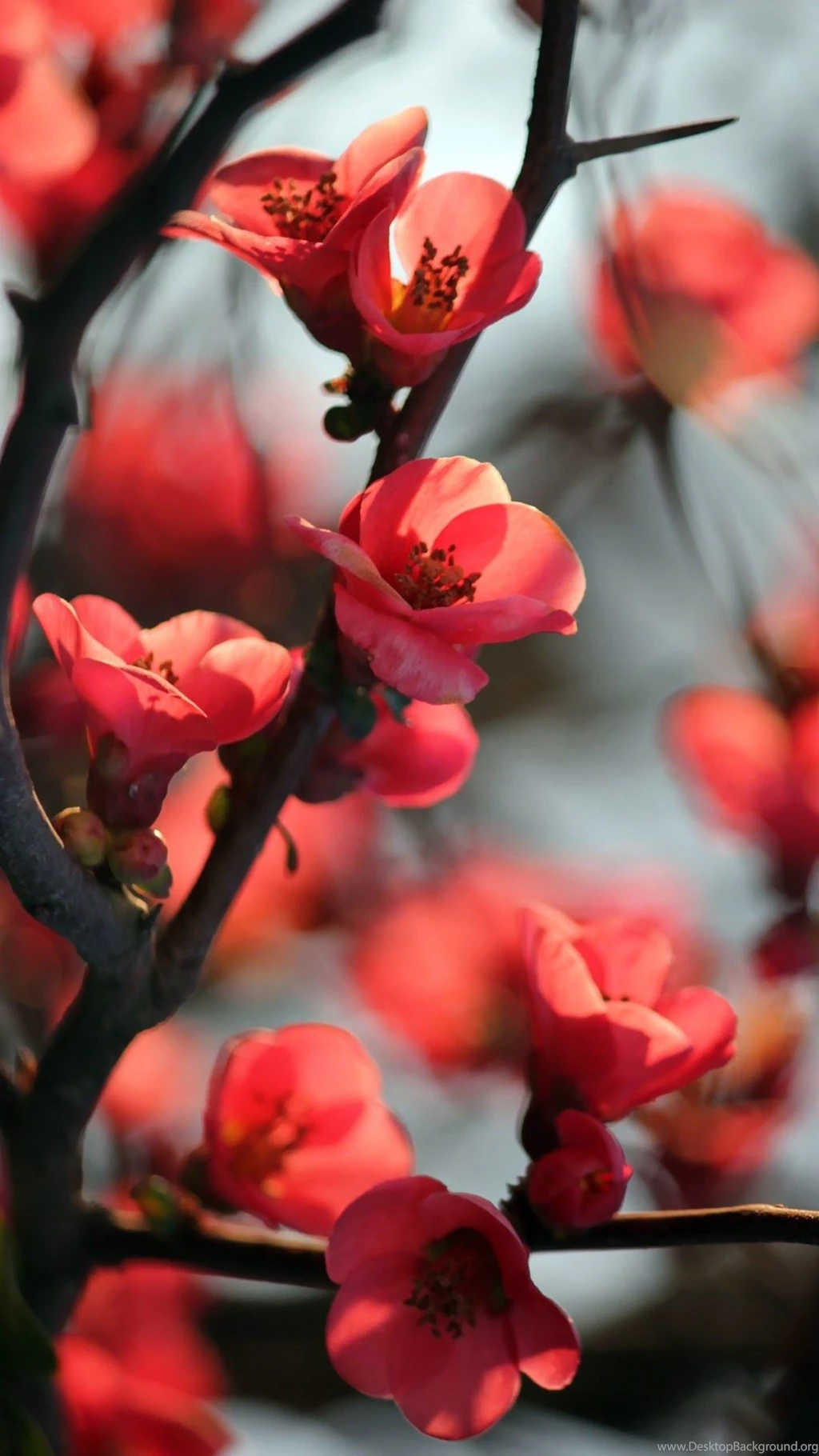 Red Cherry Tree Flowers iPhone 6 Wallpapers Download