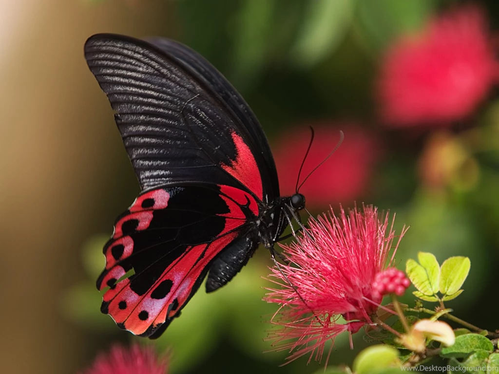 Butterfly Wallpapers Cherry Red Wallpapers