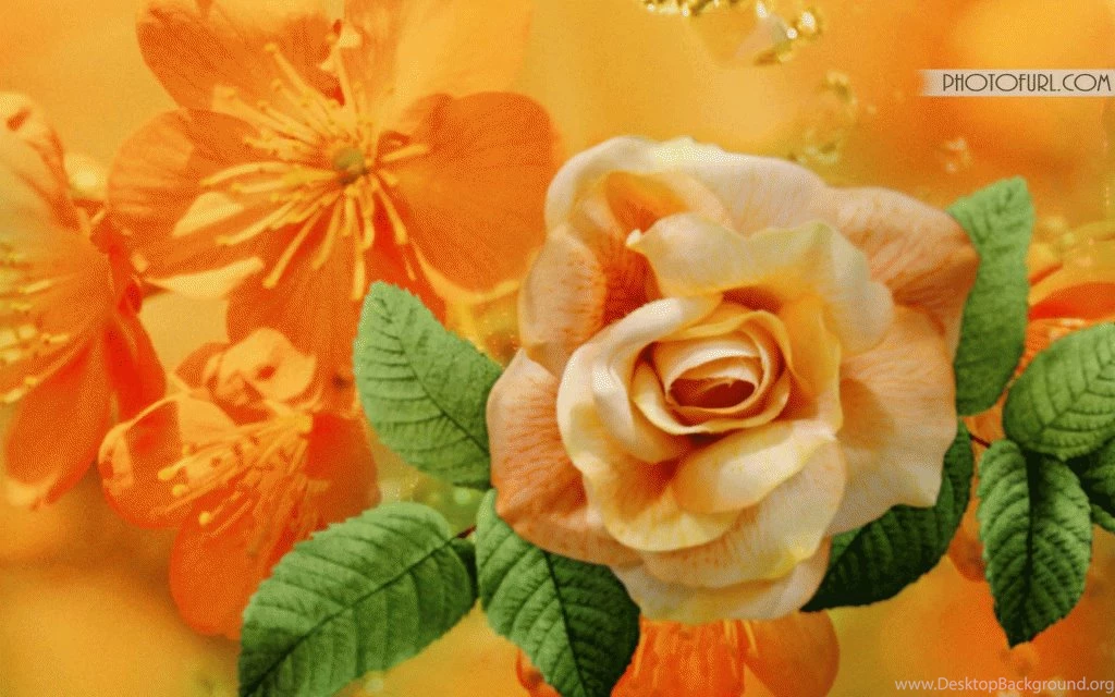 Beautiful Free Original Flower Desktop Wallpapers Tropical Hibiscus ...