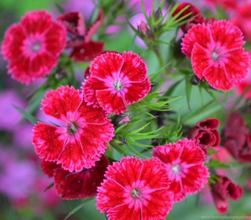New Flower Wallpapers Download Widescreen HD Wallpapers