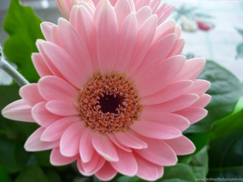 Image Of Flower