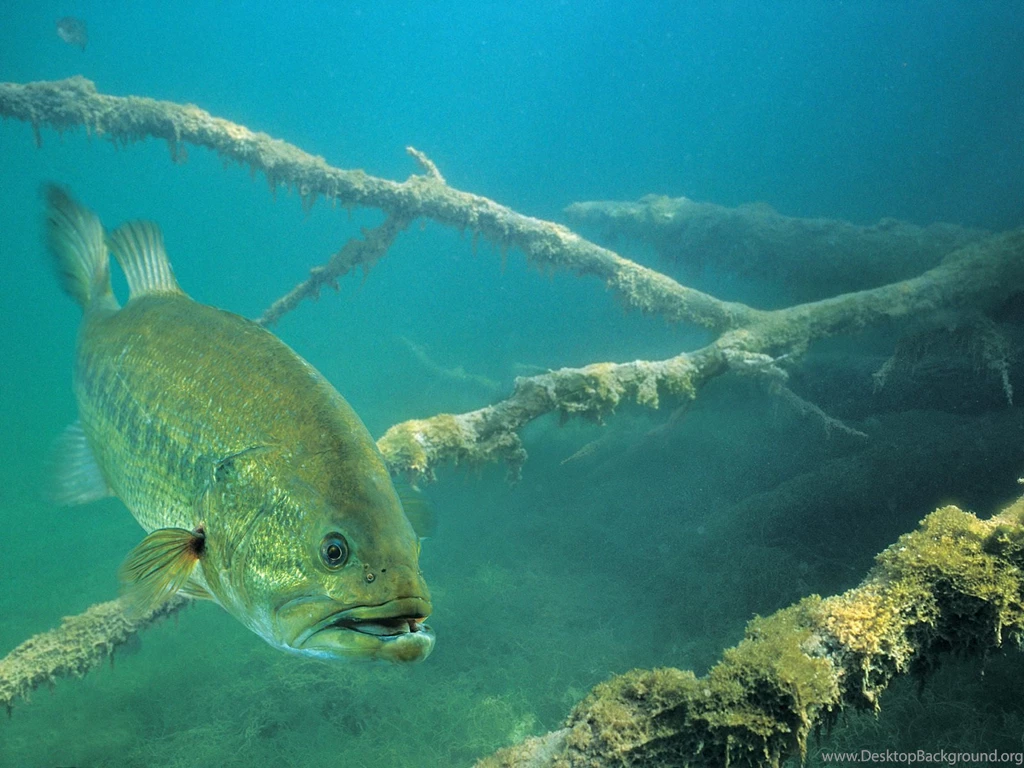 Free Fish Wallpapers Wallpapers HD Fine