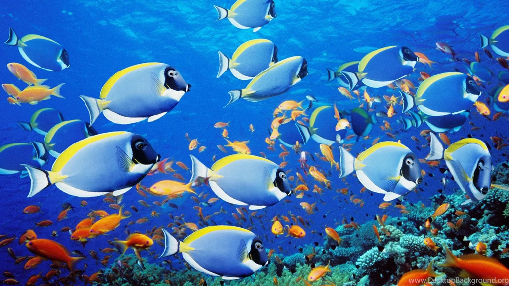 Wallpapers Fisch Amp Ecard Free School Of Fish 1920x1080