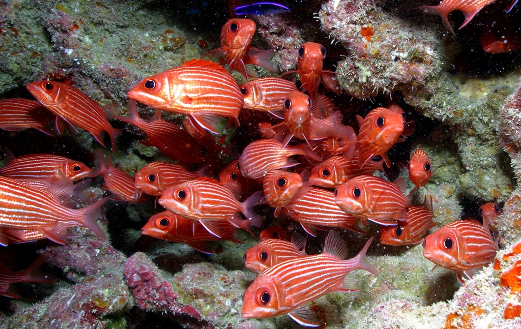 Ocean Life HD Images Fish Wallpapers Hd Free Download – Fine HD ...