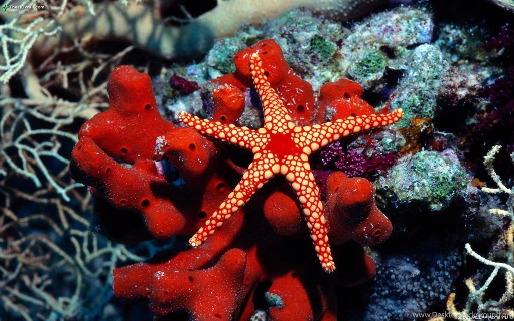 Beautiful Fish HD Wallpapers Free Download