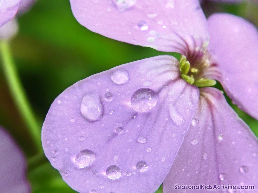 Free Spring Backgrounds