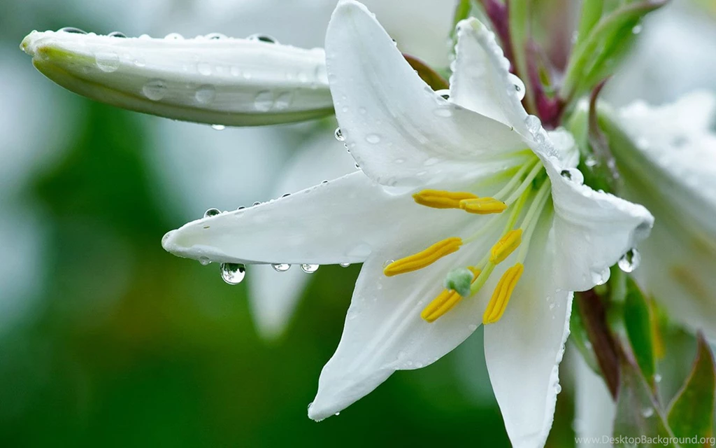 The Holy Lily HD Wallpapers 12 - Flower Wallpapers Free ...