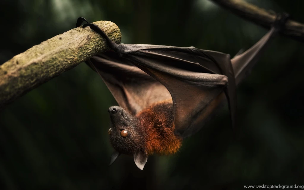 16 Bat HD Wallpapers