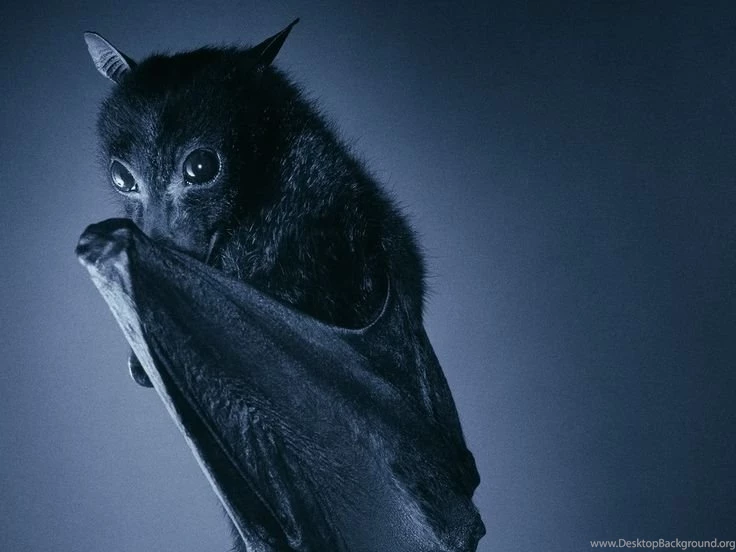 Fruit Bat Wallpapers And Backgrounds