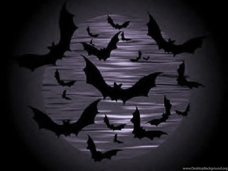 Beautiful Wallpapers: Bats Wallpapers