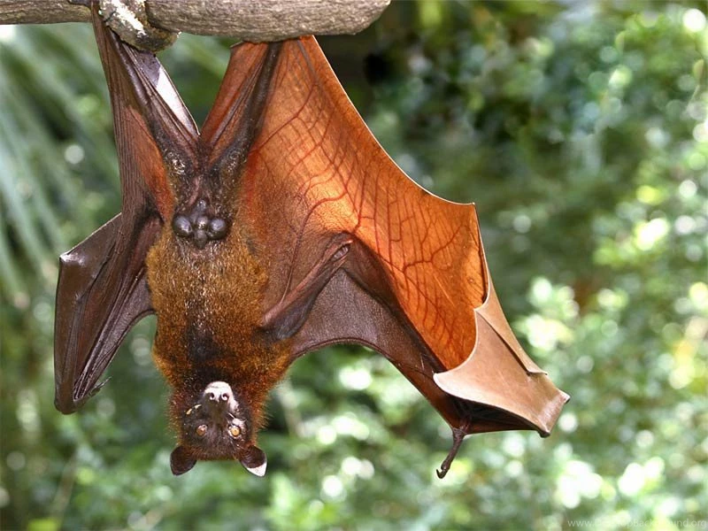 Free Bat Wallpapers Download Animals Town