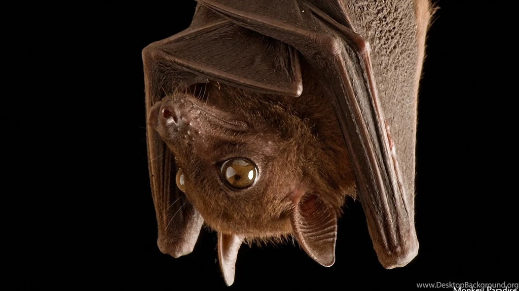 Bat Photoshoot 1600x900 Wallpapers, 1600x900 Wallpapers & Pictures ...