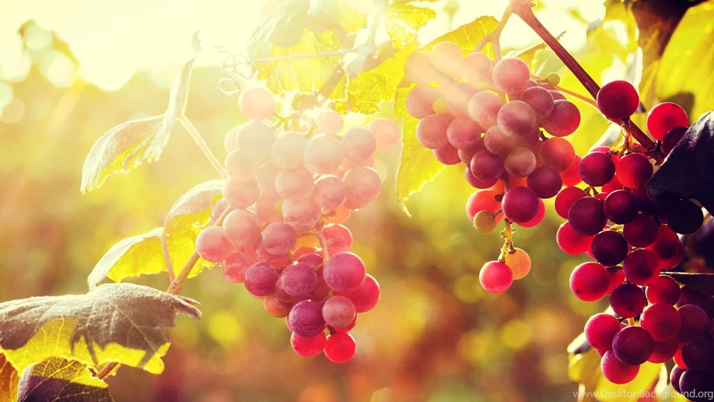 Sun, With, Grapes, Desktop, Background, Hd, Wallpapers, Widescreen ...