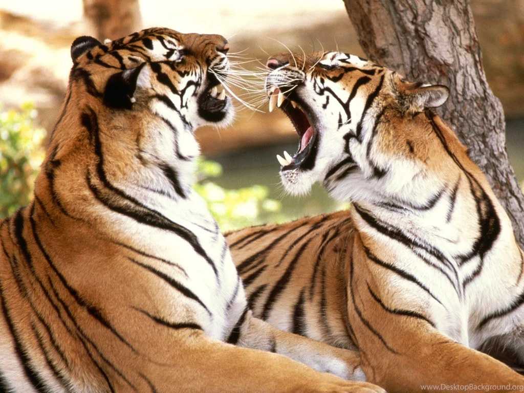 Tiger Wallpapers Pack 4 (1600x1200)