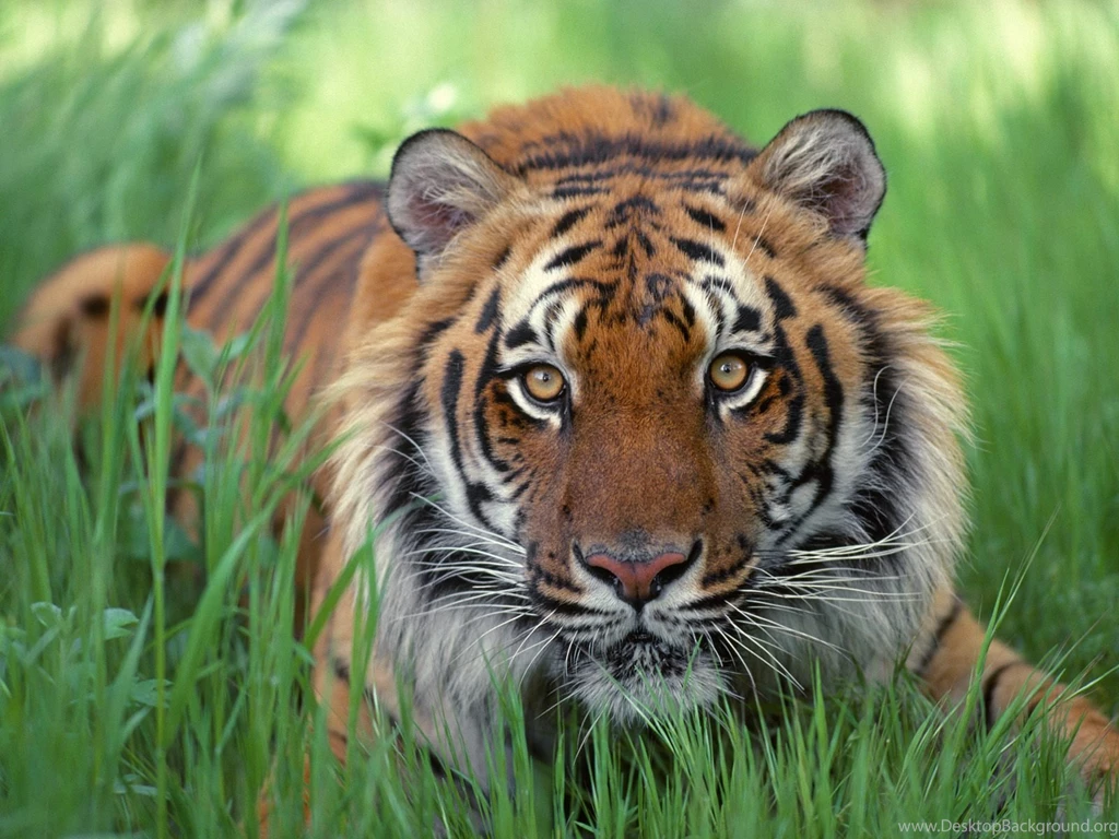 Tiger Wallpapers: Best Tiger Wallpapers