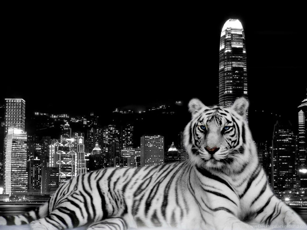 White Tiger Widescreen Backgrounds Wallpapers Attachment 6679 ...