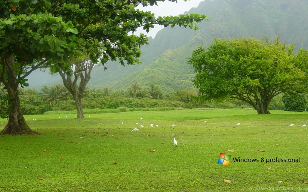 Windows 8 Nature Green Wallpapers