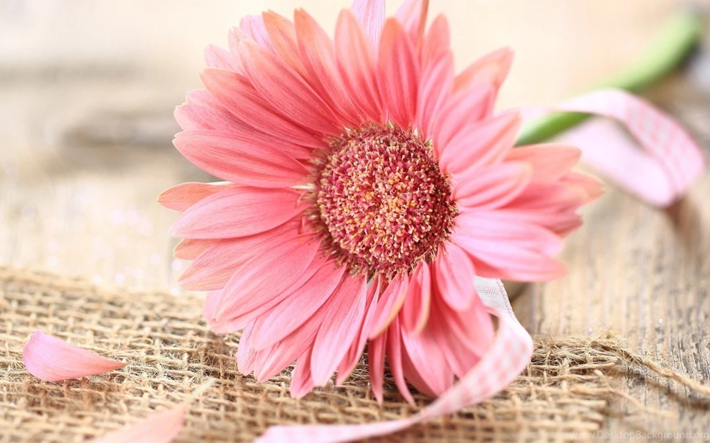 Best Gerbera Wallpapers @ Collect HD