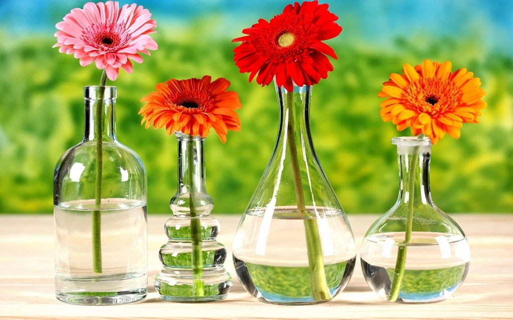 Gerbera Daisies Wallpapers Wallpapers Cave