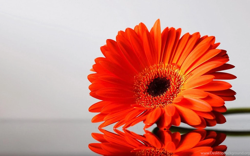 Gerbera Wallpapers HD Android Apps On Google Play