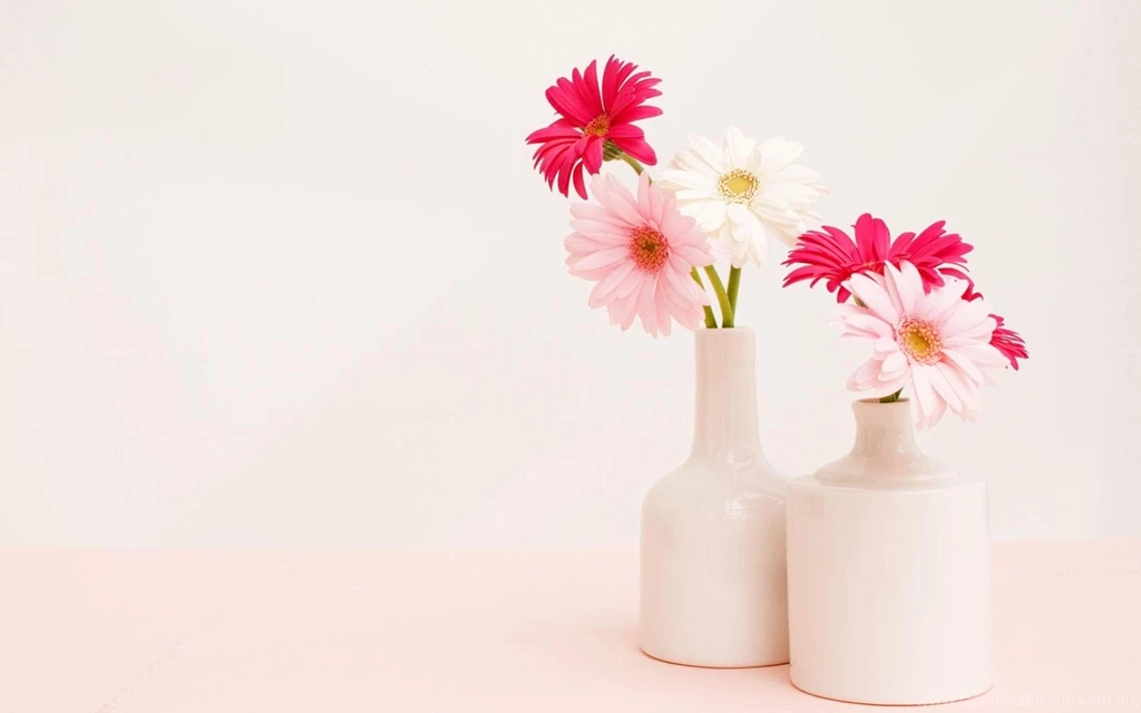 Gerbera Wallpapers