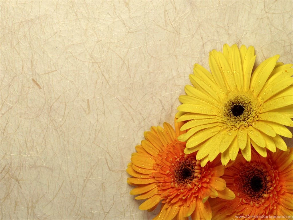 1280x1024 Gerbera Desktop PC And Mac Wallpapers