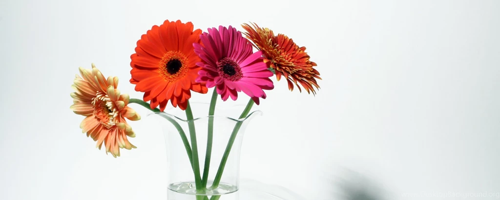 Download Wallpapers 2560x1024 Gerbera, Flowers, Four, Vase, Shadow ...