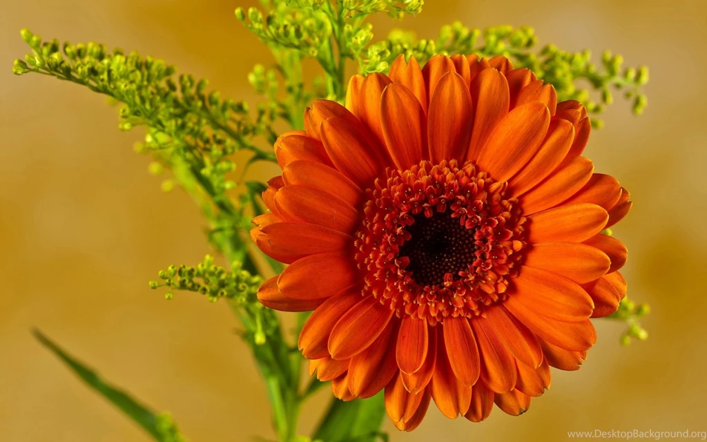 Download Orange Gerbera Wallpapers 4919 1680x1050 Px High ...