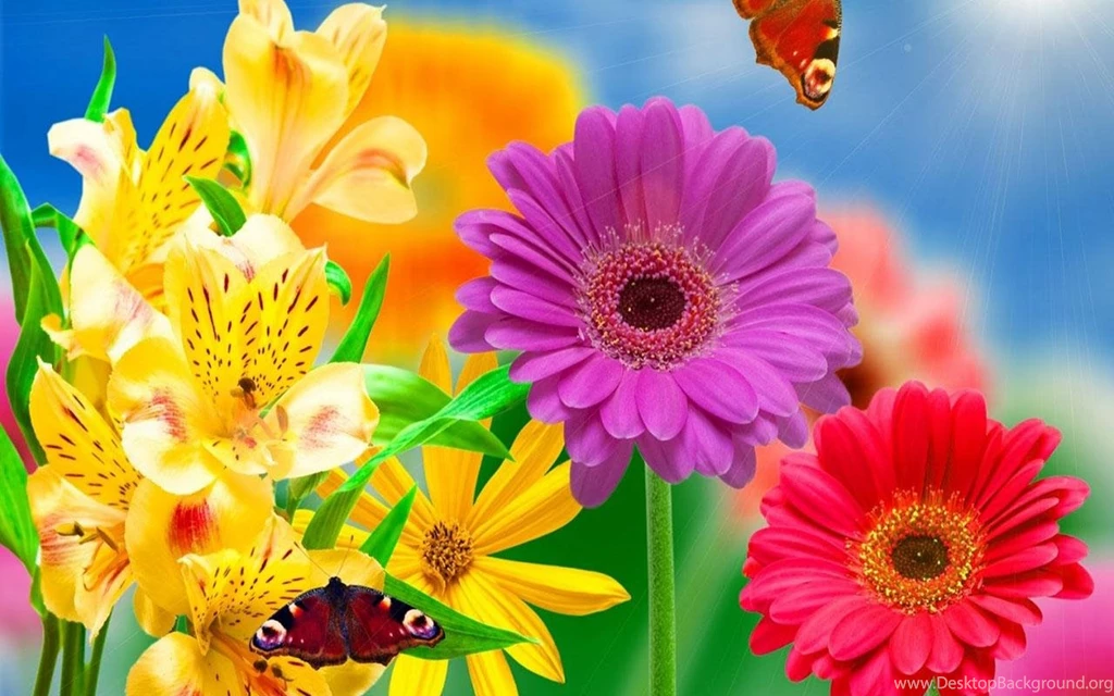 Gerbera Wallpapers HD   Android Apps On Google Play