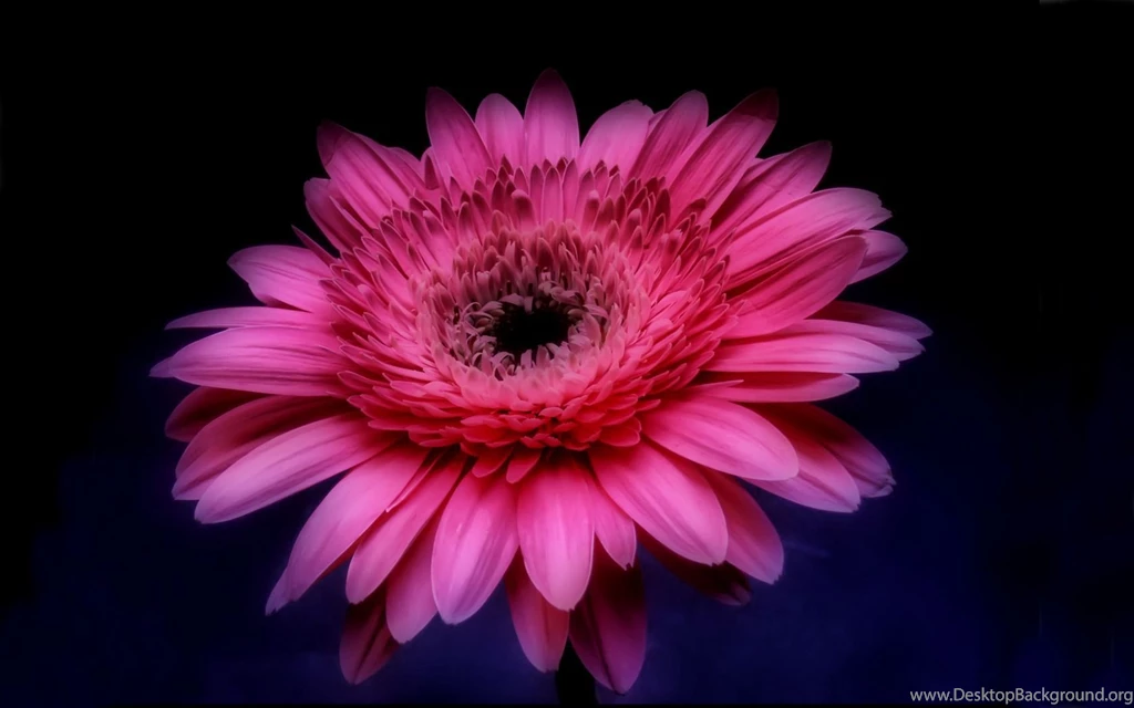 Gerbera Wallpapers